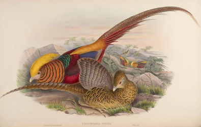 Thaumalea picta = Chrysolophus pictus